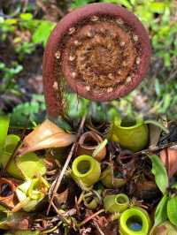 Exploring the Hidden Wonders of Gunung Kelambu Lang: A Guided Jungle Adventure