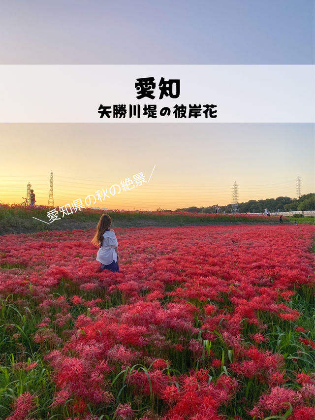 【愛知 秋の絶景】🌸 真っ赤に染まる絶景！矢勝川堤で彼岸花を楽しもう🌸
