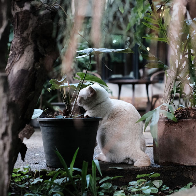 The Wanderer | คาเฟ่บรรยากาศธรรมชาติ