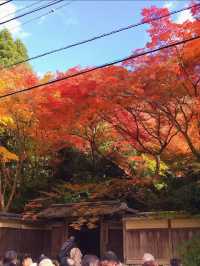 【机に反射する写し紅葉🍁は必見】四季折々に色づく瑠璃光院の特別拝観が今年も始まります✨
