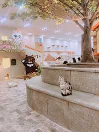 🐱🐈명동 사랑과 빛이 가득한 고양이 카페, 루프캣미