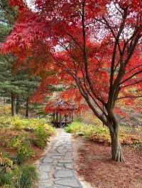 Instagrammable Fall Colors of Nami Island 🇰🇷
