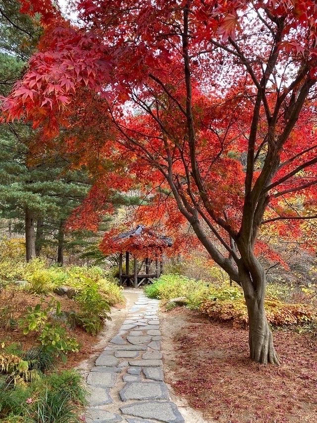 Instagrammable Fall Colors of Nami Island 🇰🇷