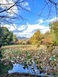 【京都府】日本で唯一の「髪」の神社