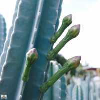 ไร่วันยังขำ จ.ศรีสะเกษ 🏜️🌵🌿