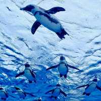 池袋陽光水族館-繁華鬧市區內的水族館，與企鵝在空中邂逅