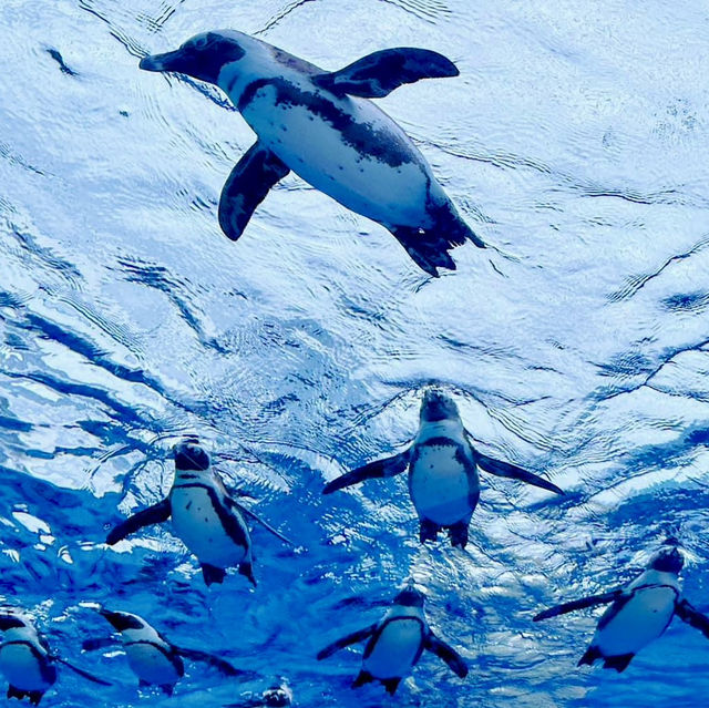 池袋陽光水族館-繁華鬧市區內的水族館，與企鵝在空中邂逅