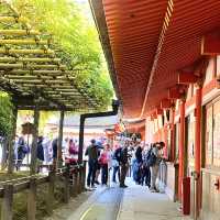 奈良°ㅣ原始森林中的千年神社ㅣ被鹿包圍的春日大社