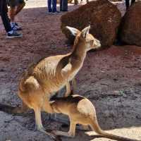 Explore Australian Wildlife !!