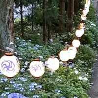 【栃木】紫陽花の時におすすめ神社