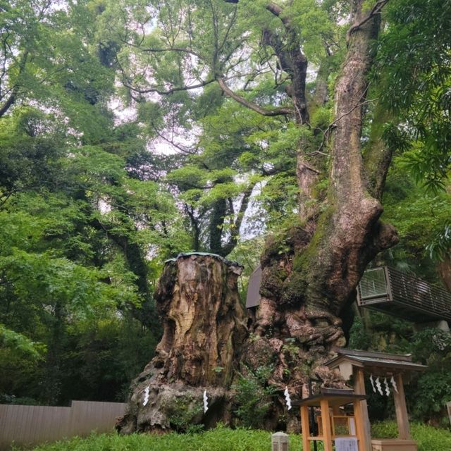 【熱海】来宮神社