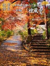【ここ行って】本当は教えたくない🙅1230年の歴史あるお寺で見る穴場の紅葉🍁