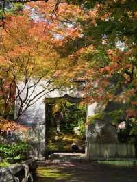 【ここ行って】紅葉の道が美しい✨奈良時代開創の無料で楽しめる紅葉スポット🍁