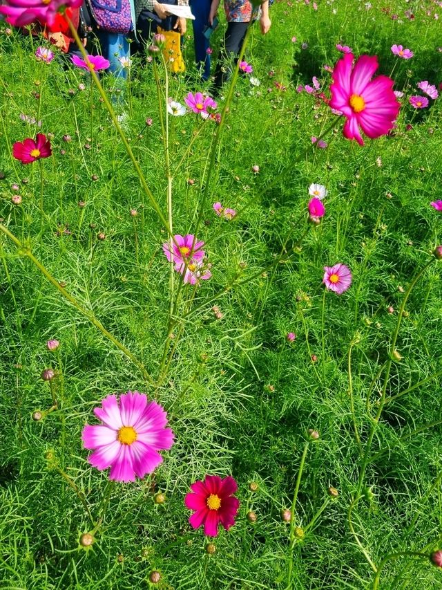 가을을 핑크빛으로 물들인 코스모스🌸🌸
