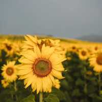 ทุ่งทานตะวันเขาใหญ่