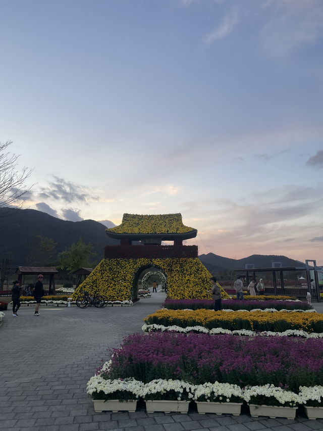 국화축제를 즐기고 싶다면! (부산근교 국화축제)