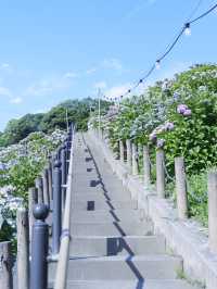 名古屋愛知縣：紫陽花之里