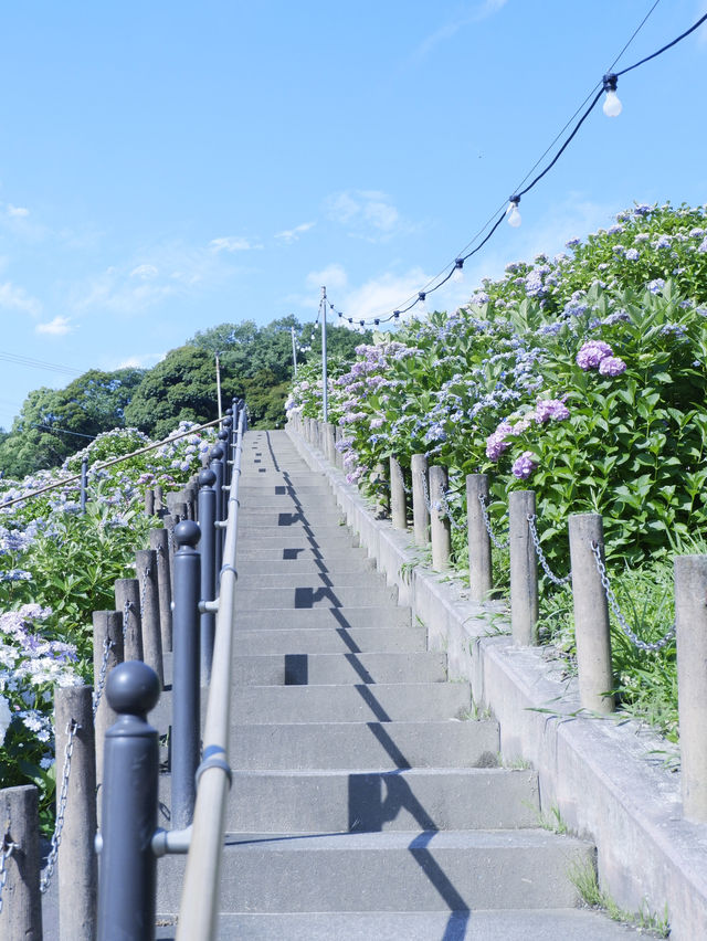 名古屋愛知縣：紫陽花之里