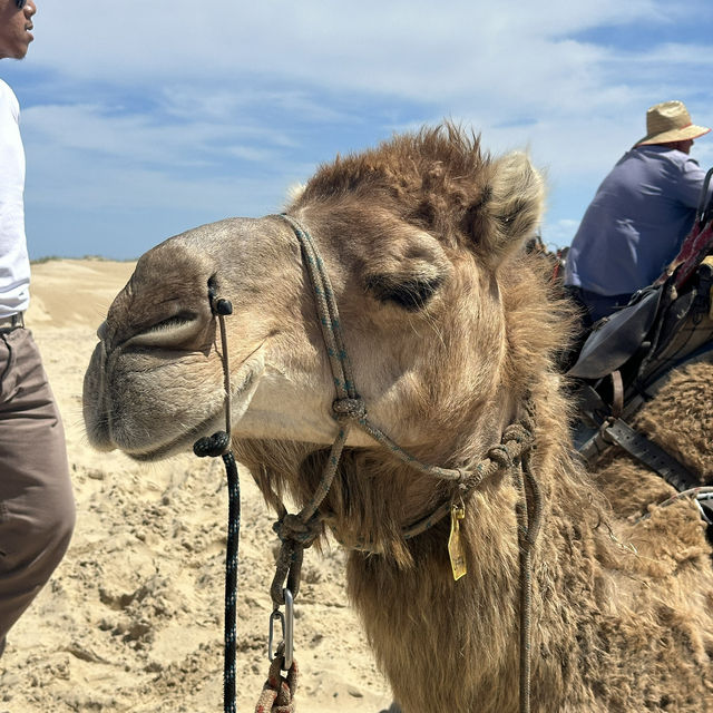 Port Stephen騎駱駝🐫 +滑沙 🏜️一日遊！