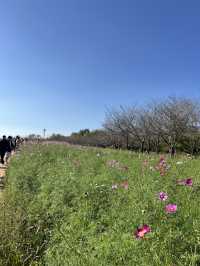 은행나무길, 코스모스, 핑크뮬리 한번에 볼 수 있는 장소