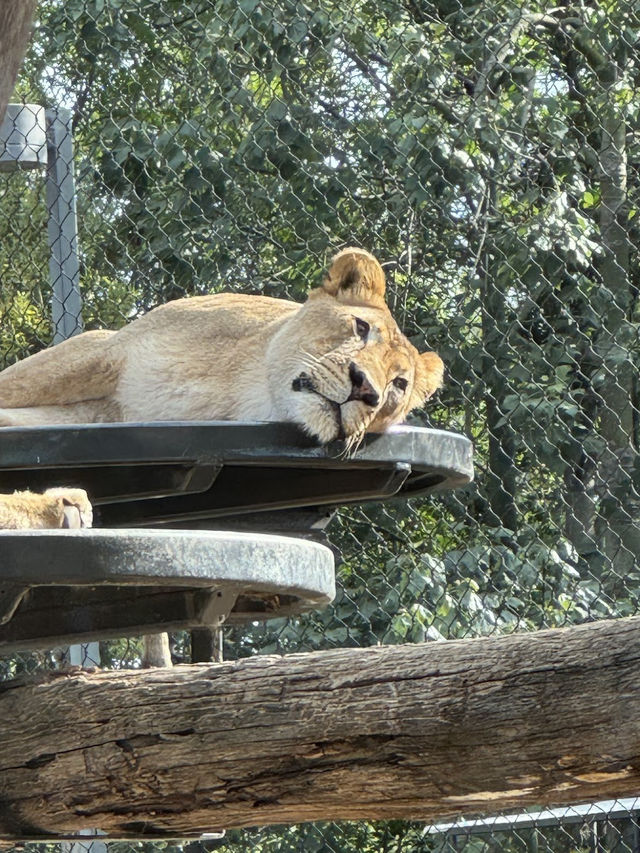 🐻미국 최고의 여행지 샌디에고 동물원 San diego zoo🐒