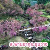 สะพานซากุระขุนวาง 