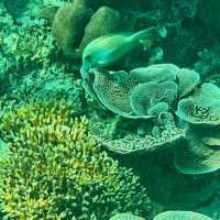 Dive into the Wonders of Gili Air