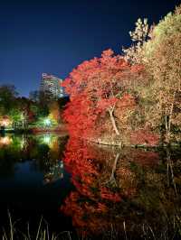 北海道　札幌観光　中島公園2024 紅葉の中島公園ライトアップが最高だった！