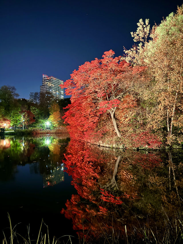 北海道　札幌観光　中島公園2024 紅葉の中島公園ライトアップが最高だった！