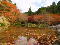 【佐賀県】息を呑む逆さ紅葉のリフレクション！環境芸術の森
