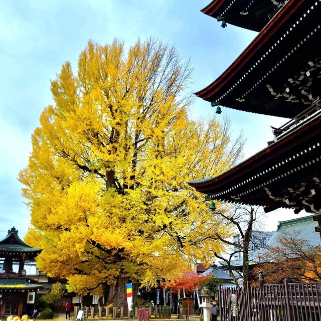 高山國分寺 金黃的千年銀杏