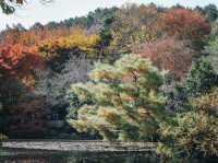 Ryoanji Temple