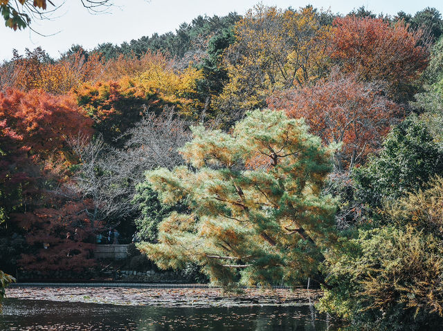 Ryoanji Temple