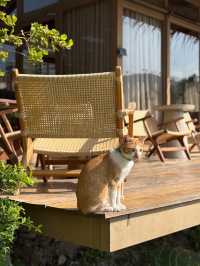 Serene House Cafe