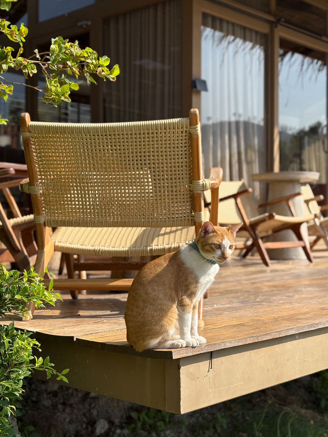 Serene House Cafe