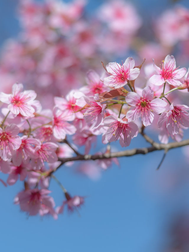 ชมดอกนางพญาเสือโคร่งบาน ที่ภูลมโล จังหวัดเลย 🌸