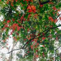 ฤดูกาลเมเปิ้ลแดง 1 ปีมี 1 ครั้ง 🍁