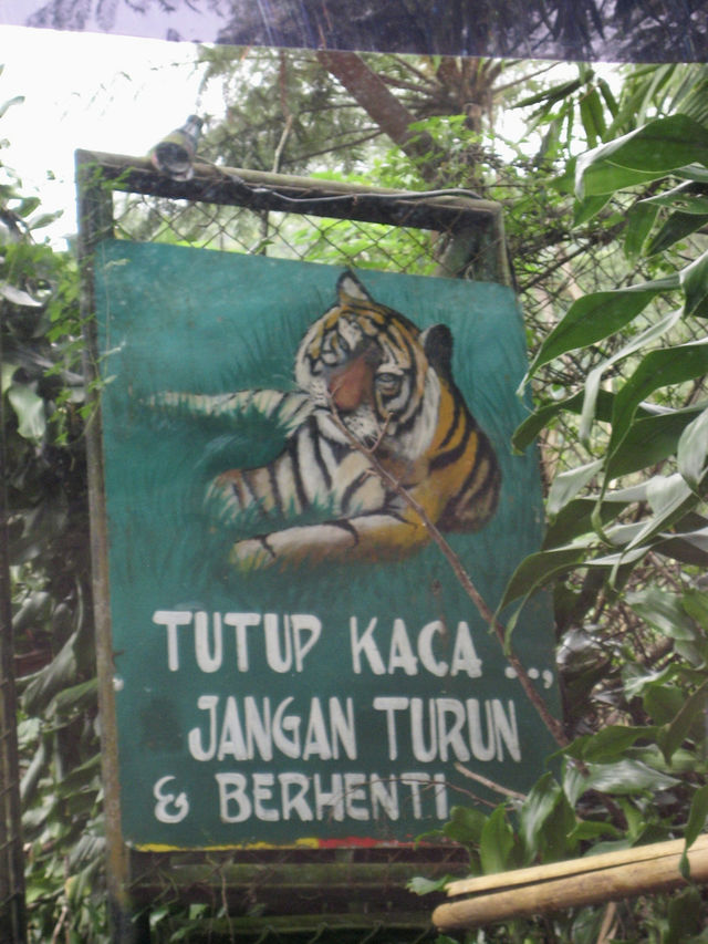 Embrace the Wild: My Adventure at Taman Safari Indonesia