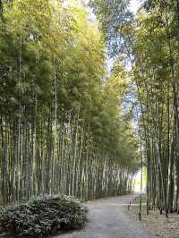 【若竹の杜　若山農場】