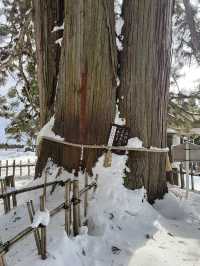 冬の戸隠神社中社❄️神秘的な雪景色と心癒される参拝