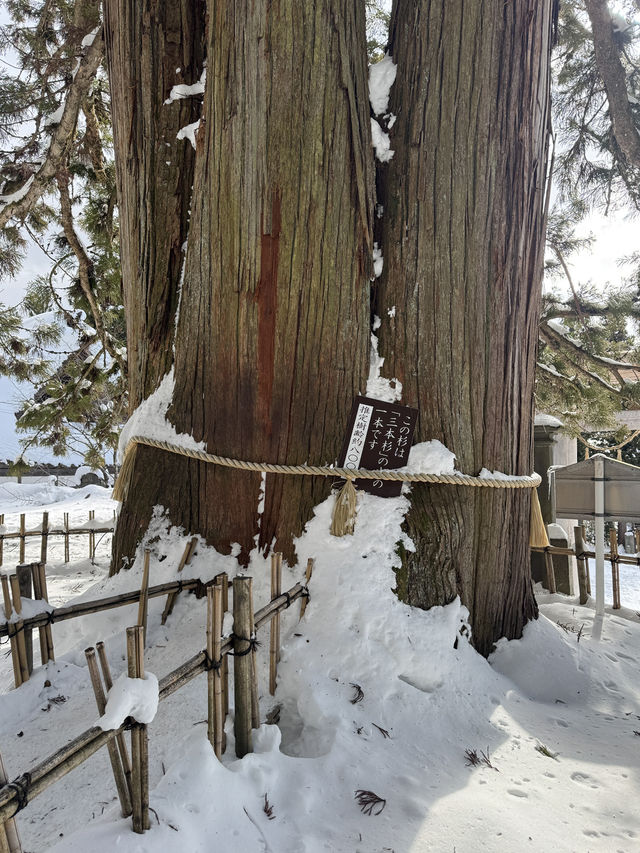 冬の戸隠神社中社❄️神秘的な雪景色と心癒される参拝