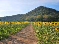 พิหัดถ่ายรูป กับ ทุ่งทานตะวัน ไร่คุณปู่ ลพบุรี