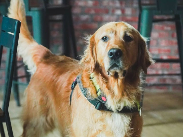 新竹｜超萌寵物餐廳竟然有11隻黃金獵犬！