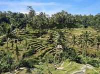 A spectacular view of the green Tegalalang rice terrace💚