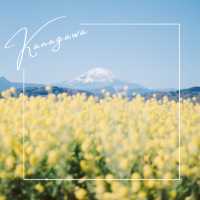 【神奈川】1月に見頃を迎える菜の花畑💛「二宮 吾妻山公園」