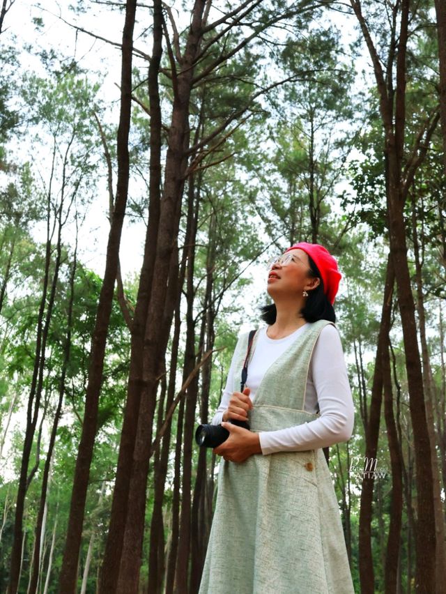 สวนสนแม่แตง ที่เที่ยวเชียงใหม่ จุดถ่ายรูปสุดฮิป
