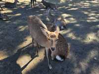 นารา (Nara)