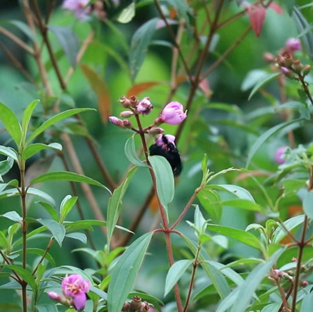 Malaysia 