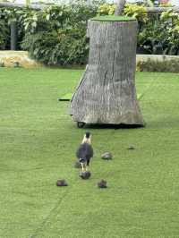 Bird Paradise Singapore: A Must-Visit for Nature & Wildlife Lovers