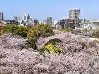 🌸舞鶴公園超級夢幻賞櫻📷✨